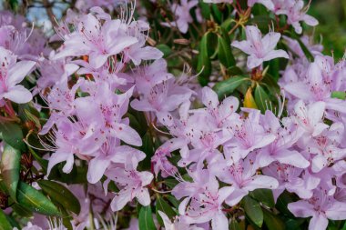 Açık pembe rhododendron fırçası.