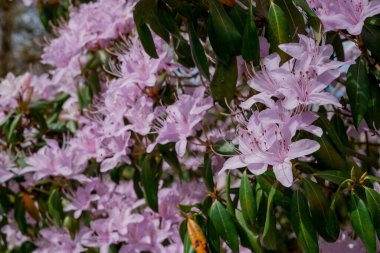 Açık pembe rhododendron fırçası.