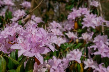 Açık pembe rhododendron fırçası.