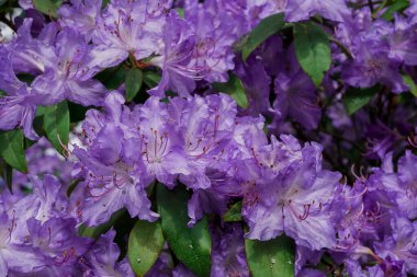 Açık pembe rhododendron fırçası.