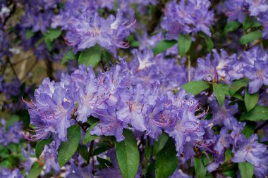Açık pembe rhododendron fırçası.