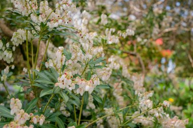 Parktaki rhododendron çiçeklerine yakın çekim