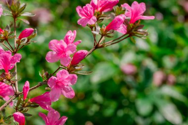 Parktaki rhododendron çiçeklerine yakın çekim