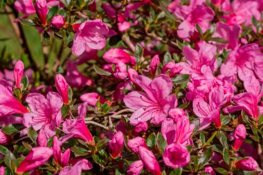 Parktaki rhododendron çiçeklerine yakın çekim