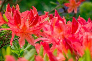 Parktaki rhododendron çiçeklerine yakın çekim