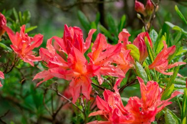 Parktaki rhododendron çiçeklerine yakın çekim
