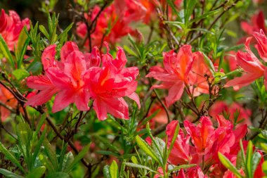 Parktaki rhododendron çiçeklerine yakın çekim
