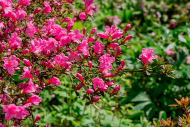 Parktaki rhododendron çiçeklerine yakın çekim