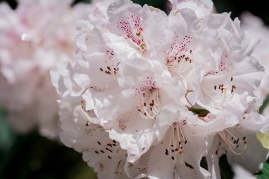 Parktaki rhododendron çiçeklerine yakın çekim