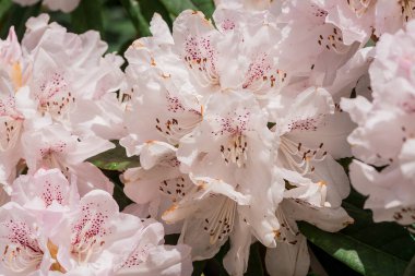 Parktaki rhododendron çiçeklerine yakın çekim