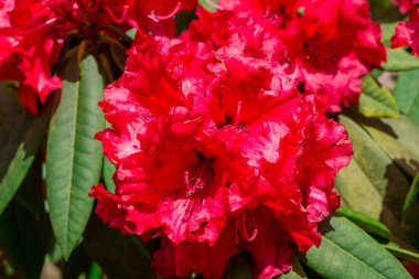 Parktaki rhododendron çiçeklerine yakın çekim