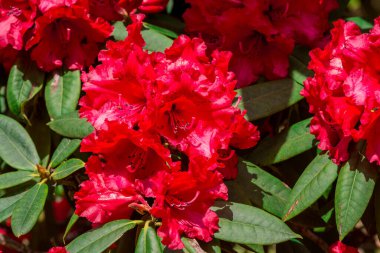 Parktaki rhododendron çiçeklerine yakın çekim