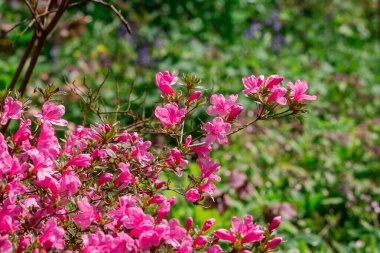 Parktaki rhododendron çiçeklerine yakın çekim