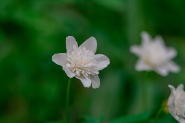 Parktaki rhododendron çiçeklerine yakın çekim