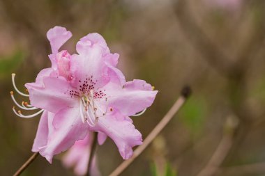 Parktaki rhododendron çiçeklerine yakın çekim