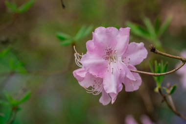 Parktaki rhododendron çiçeklerine yakın çekim