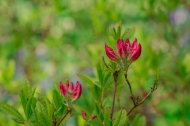 Parktaki rhododendron çiçeklerine yakın çekim