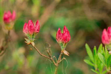Parktaki rhododendron çiçeklerine yakın çekim