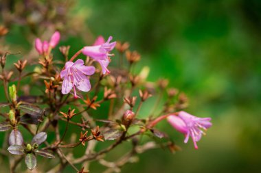 Parktaki rhododendron çiçeklerine yakın çekim