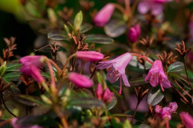 Parktaki rhododendron çiçeklerine yakın çekim
