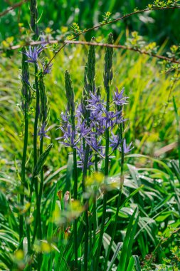 Camas - Küçük Camas (Camassia quash), Drumbeg Provincial 