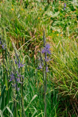 Camas - Küçük Camas (Camassia quash), Drumbeg Provincial 
