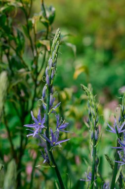 Camas - Küçük Camas (Camassia quash), Drumbeg Provincial 