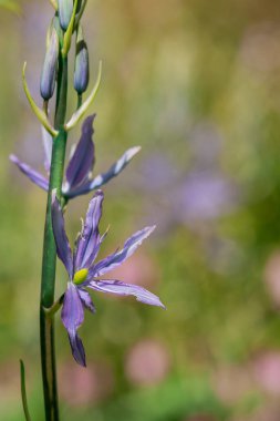 Camas - Küçük Camas (Camassia quash), Drumbeg Provincial 