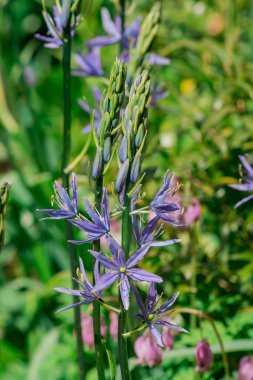 Camas - Küçük Camas (Camassia quash), Drumbeg Provincial 