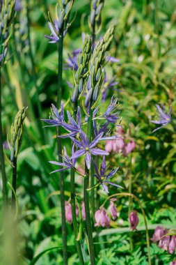 Camas - Küçük Camas (Camassia quash), Drumbeg Provincial 