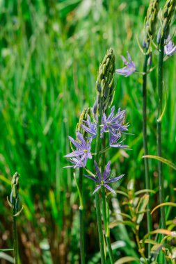 Camas - Küçük Camas (Camassia quash), Drumbeg Provincial 