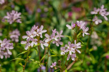 Camas - Küçük Camas (Camassia quash), Drumbeg Provincial 