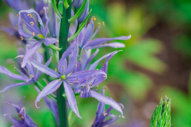 Camas - Küçük Camas (Camassia quash), Drumbeg Provincial 