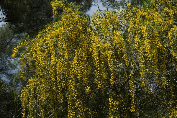 Filialer Blommande Acacia Dealbata Mimosa — Stockfoto