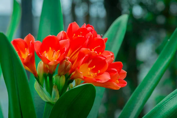 Krzew Kwiat Lilii Clivia Miniata Naturalne Tło — Zdjęcie stockowe