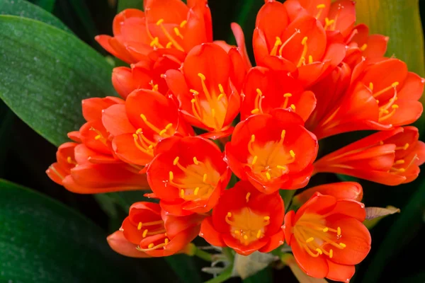 Krzew Kwiat Lilii Clivia Miniata Naturalne Tło — Zdjęcie stockowe