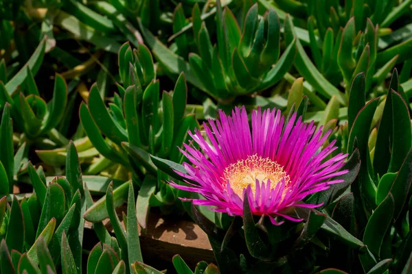 Carpobrotus edulis hottentot-incir çiçeği