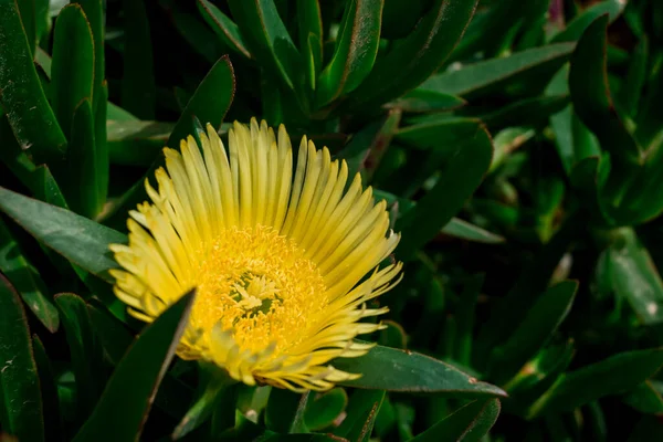 Carpobrotus Edulis Hottentot Fig Plant Flower — Photo