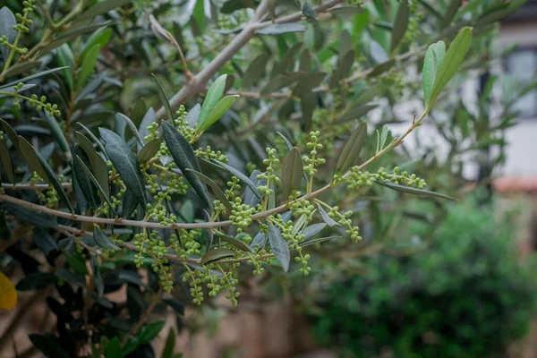 Крупный План Оливковой Ветви Цветами Весной — стоковое фото