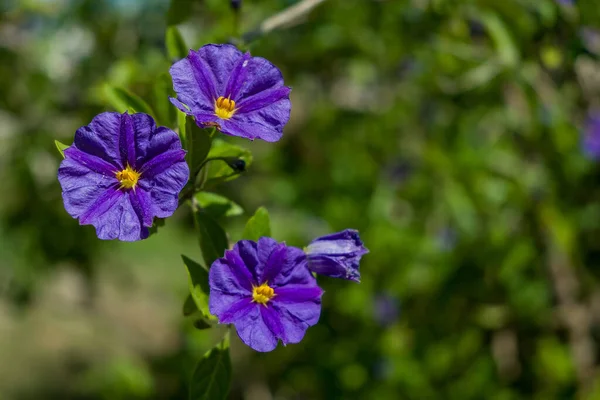 Nahaufnahme Einer Lila Blume Mit Gelbem Solanum Rantonnetii — Stockfoto