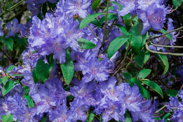 stock image light pink blue rhododendron brush.