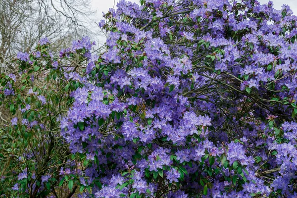 Lichtroze Blauwe Rhododendron Borstel — Stockfoto