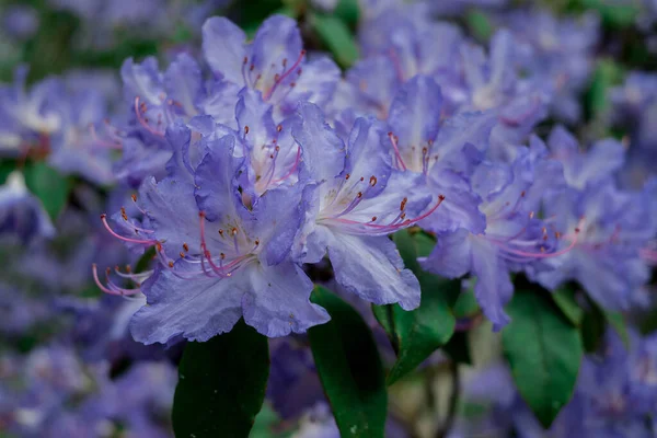 stock image light pink blue rhododendron brush.