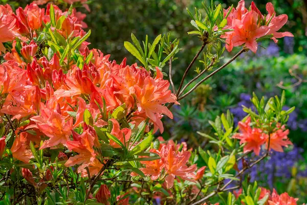 Κλείσιμο Των Λουλουδιών Από Ροδόδεντρο Στο Πάρκο — Φωτογραφία Αρχείου