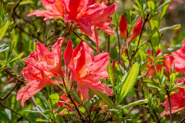 Parktaki rhododendron çiçeklerine yakın çekim