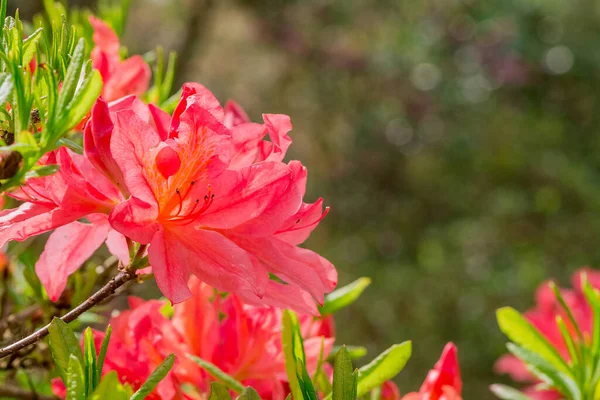 Zbliżenie Kwiatów Rododendronu Parku — Zdjęcie stockowe
