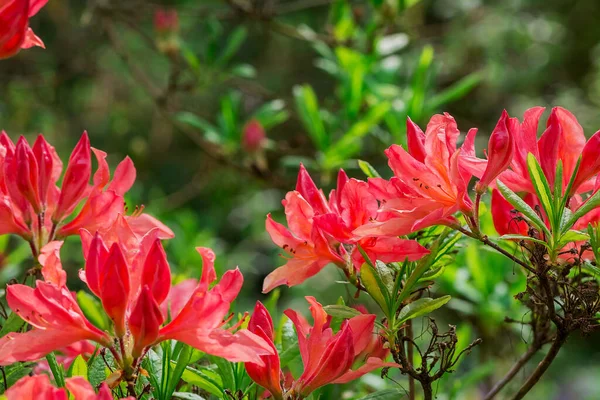 Gros Plan Fleurs Rhododendron Dans Parc — Photo
