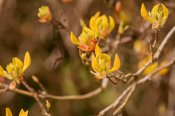 Крупним Планом Квіти Рододендрона Парку — стокове фото