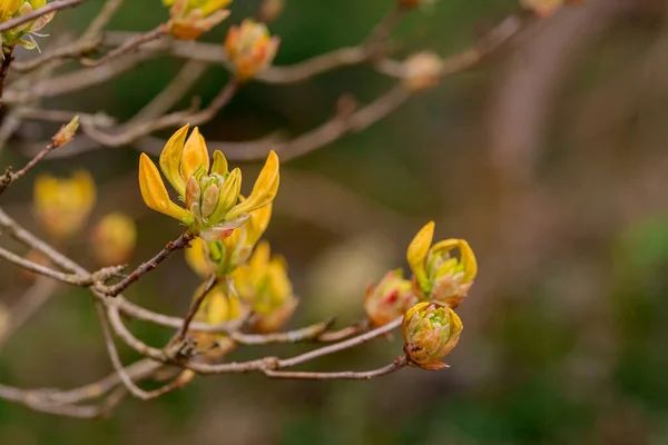 Nahaufnahme Von Rhododendronblumen Park — Stockfoto