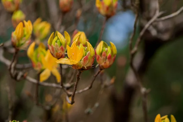 Κλείσιμο Των Λουλουδιών Από Ροδόδεντρο Στο Πάρκο — Φωτογραφία Αρχείου